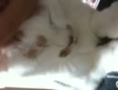【テスト】猫が腹の上に乗って寝るだけ【猫】
