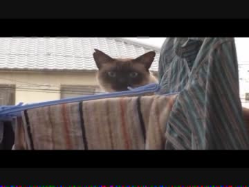 決死のダイブに失敗する猫