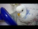 【*セキセイインコ　そらちゃん*】 no.19～おしゃべり～