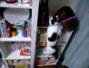夜な夜な猫集会 やんちゃな猫
