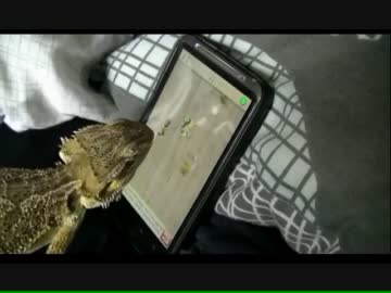 イグアナがｗｗゲームプレイしてるぞｗｗｗｗｗ