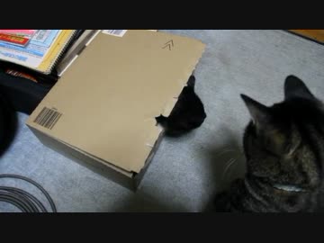 黒い子猫が篭城戦を始めたようです