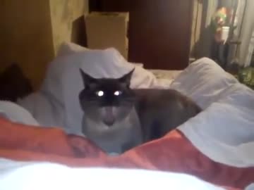 怖いけど可愛い猫ｗｗｗ
