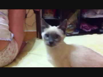 飼い主と犬のように遊ぶ猫ｗｗｗ　それと尻