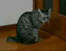 ゴロが気になるまー