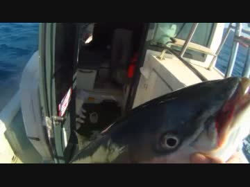 乗合船に乗って釣りに行ってきた　縦釣りリベンジ後編