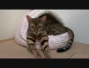 ベッド独占して満足げ！…あれ？