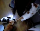 夜な夜な猫集会 猫達のご飯の時間