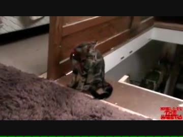 いつもの恨みをはらす猫