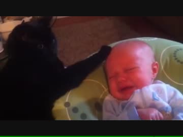 ネコのベビーシッター！！