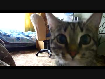 「おや？こんなところにカメラが」　隠し撮りに気づく猫ｗ