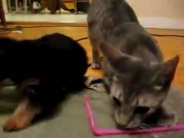おもちゃを盗む猫