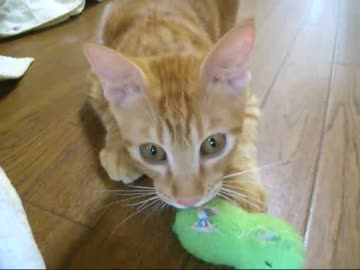 つっぱしる猫その６６ エンドレスエイトー