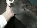 すりゴロ～