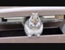 ただの野生のリス その３/３【リスinゴミ箱】