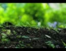 rain stops, good-byeを歌ってみたのです、byラル佐奈子