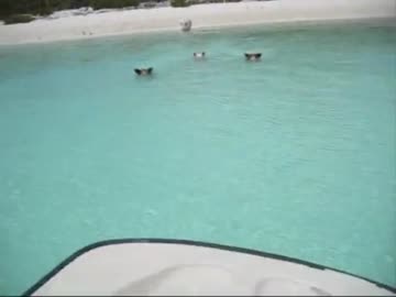 南国の海で 船に近寄って来たのは 海豚でした