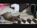 とってこーい