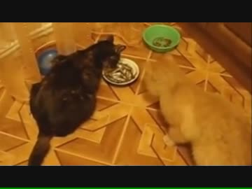 ご飯を横取りする猫。【アニマル編】