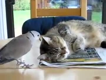 寝ている猫の耳元で鳴き続ける鳥。【アニマル編】