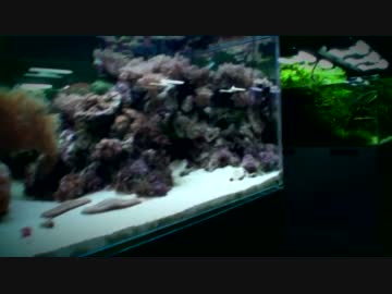 ADAギャラリーに行ってみよう！part.2 ～水槽天国編～