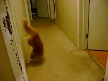 壁をパルクールで攻撃するネコ！！