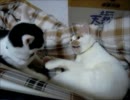 夜な夜な猫集会 じゃれあう2匹の猫