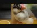 文鳥を撮ろうと思ったらカメラになつきすぎた『その３２』