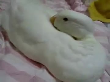 アヒル餅