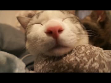 ツンギレのうちの猫のお鼻をひたすらプニプニしてみた