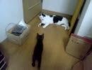 こにゃんこ　拾ってしまった。【17：パソコン周りの冒険】