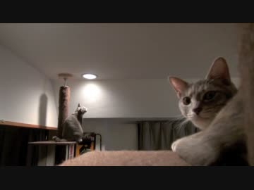 モアレとクリエ 「自宅警備ネコ」