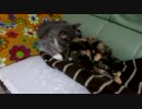 猫が猫をなめなめする動画