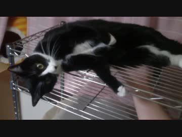 リクエストにお答えして猫を悶えさせてみた