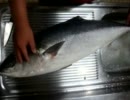 釣って来たブリ(1m3cm・12.5kg)の解体作業