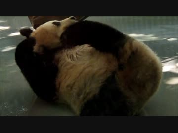 パンダ(大熊猫)が笹を食べているだけ　前編　【上海動物園】