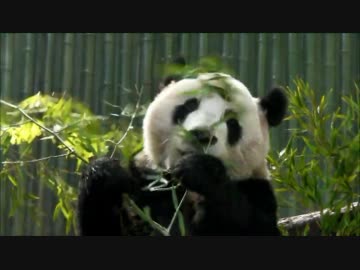 パンダ(大熊猫)が笹を食べているだけ　後編　【上海動物園】