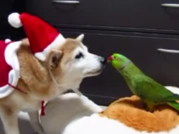 クリスマスデニーロ（１１年１２月２４日）