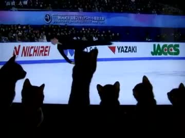 フィギュアスケートを観戦する猫たち