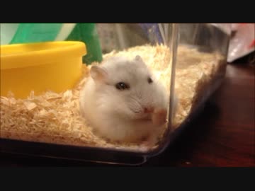 反省するハムスター登場 ケージに手をついてじっと考え込むハムスターの運命やいかに マピオンニュース