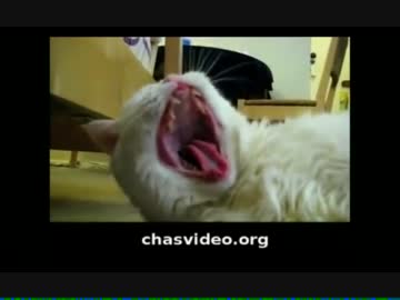 変な声で叫ぶ猫たちｗｗｗ