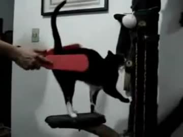 おしりを叩かれるのが大好きな猫ｗｗｗ