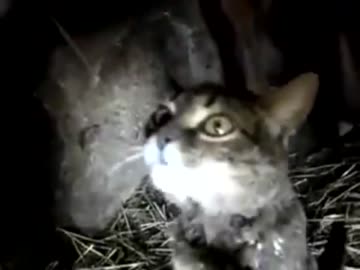 牛のミルクを飲む猫。　飲み方がすごいｗｗｗ