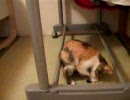 しっぽを追うねこ。