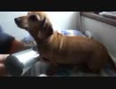 風呂入りあいちゃん　10匹目