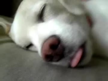 舌、しまえし