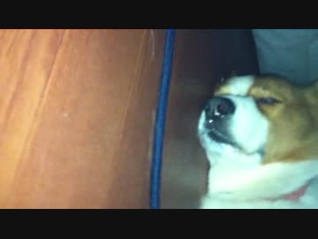 こたつ犬（コーギー）