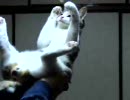 ω ぬこパンチ ω cat panch