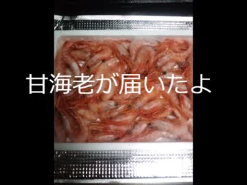 【開封編】甘海老が届いたよ
