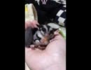 モモンガ